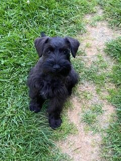Tatum/Finn - Available Puppy