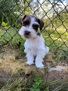Luna/Tatertot - Available Puppy